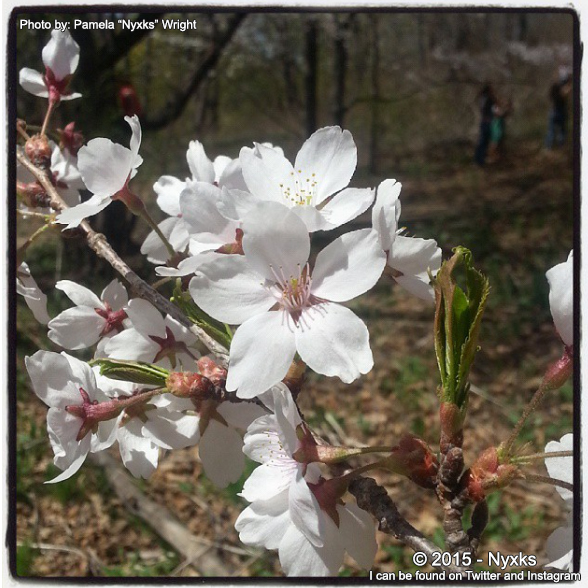 Cherry Blossoms - 2015