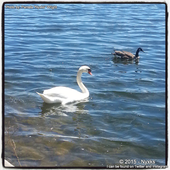 Swan and Goose at High Park - 2015